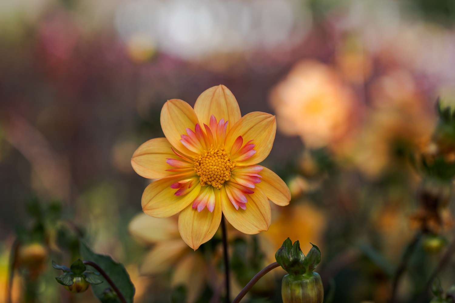 Dahlie 'Kelsey Annie Joy'